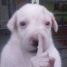 Ezra Jade's profile picture