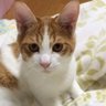 ぐれちゃん's profile picture