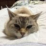 あきら profil fotoğrafı