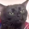 SpankMeister's profile picture