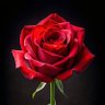 the rose 🥀 的头像