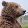 BroBear15's profile picture