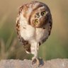 Profilbild von Wise Owl