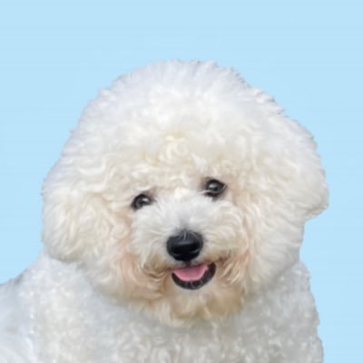 bichon_matthew's profile picture