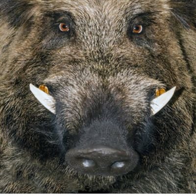BenjaminMa59017's profile picture