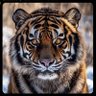 constantin2022's profile picture