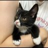 猫舌おやじ's profile picture
