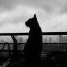 0.0【软饭天团】's profile picture
