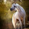 رواف الخالدي 的头像