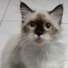 pr1b4d15474 profil fotoğrafı