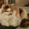 PurrFectEl 🇺🇸 的头像