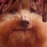 Profilbild von Brexton