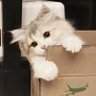 波池吃不饱's profile picture