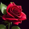 muhanne muhammed's profile picture