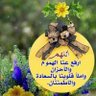 Фото профиля محمد