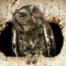 فارس's profile picture