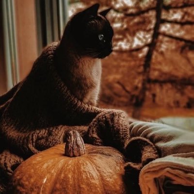 𝖔𝖈𝖙𝖔𝖇𝖊𝖗 𝖑𝖔𝖛𝖊𝖗𝖘's profile picture