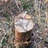 Фото профиля Поддельный трюфель
