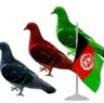 Yama 🇦🇫 profil fotoğrafı