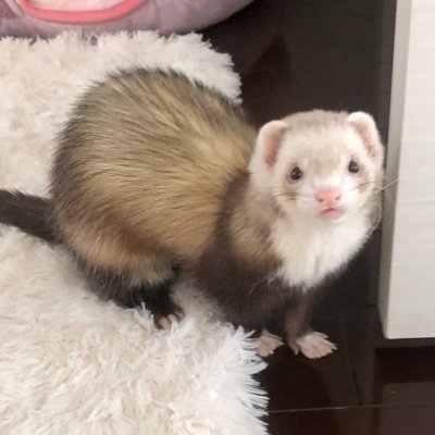 ferretfriend__'s profile picture