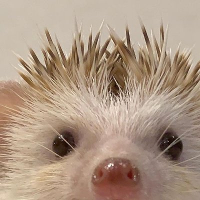 Hedgehog Zone's profile picture