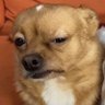 Carmen Chavez's profile picture