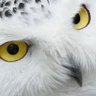 Фото профиля The White Owl