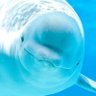 The White Whale 的头像