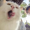 阿搓不是阿错's profile picture