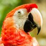 macaw_w's profile picture