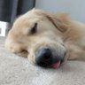 Profilbild von タイサ🐶ゴールデンレトリーバー