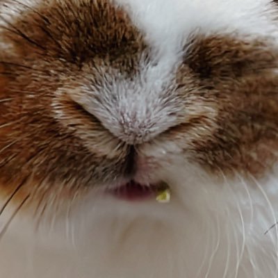 うさぎのうさじ's profile picture