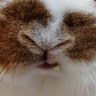 うさぎのうさじ 的头像