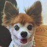 アイちゃんママ🐩💕's profile picture