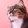 ファイ profil fotoğrafı