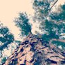 Phoen1xStumpTrooper's profile picture