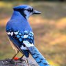 blu jay 的头像