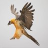 Profilbild von 🦅 همای ایران 𓃬☼