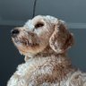 A1W_Angel profil fotoğrafı