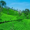 Sri Lanka is Amazing's profile picture