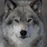 wolfspirit1969🇺🇲♓️🇻🇦📚🪶🐺🩸🚫💉MAGA✊️ profil fotoğrafı