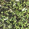 oliveoil's profile picture