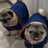 @doggymedia 的头像