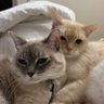 Selene ☾ & Helios ☀︎ profil fotoğrafı