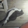 OddPossum 的头像