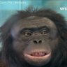 Confused Monkey 🐵's profile picture
