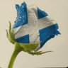 KnightAngel🏴 (Tartan Tick) ✊ 的头像