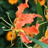 Фото профиля aïnoa58