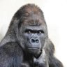 Фото профиля ゴリラになりたい🦍夕闇アカネです