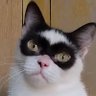 CatZorro 的头像